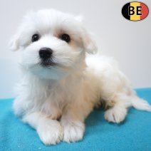 Maltezer 26-06-26 M(BE0751) 10-09-26.jpg