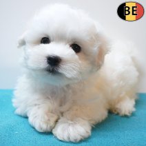 Maltezer 26-06-26 M(BE6040) 10-09-26.jpg
