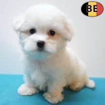 Maltezer 26-06-26 M(BE5714) 10-09-26.jpg