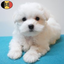 Maltezer 26-06-26 M(BE0323) 10-09-26.jpg
