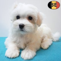 Maltezer 26-06-26 M(BE6312) 10-09-26.jpg