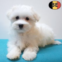 Maltezer 26-06-26 M(BE9807) 10-09-26.jpg