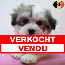 Havanezer 15-07-26 F(BE4268) 10-09-26 verkocht - vendu.jpg