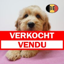 X Cockapoo 08-07-26 F (BE7484) 10-09-26 verkocht - vendu.jpg