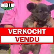 Franse Bulldog beschikbaar einde oktober M fluffy (HU) 1 verkocht - vendu.jpg