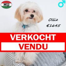 Maltipoo Ollie 26-01-26 M(HU8833) 02-08-26 verkocht - vendu.jpg