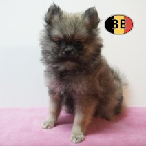 Pomchi 05-07-26 F (BE7457) 10-09-26.jpg