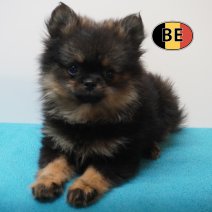 Pomchi 05-07-26 M (BE7465) 10-09-26.jpg