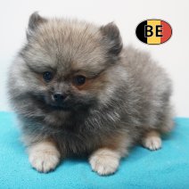 Pomchi 05-07-26 M (BE7469) 10-09-26.jpg