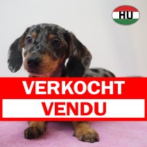 Teckel 11-05-26 F(HU1378) 03-09-26 verkocht - vendu.jpg