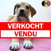 Boerboel 26-06-26 F(BE7332) 26-08-26 verkocht - vendu.jpg