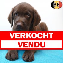 Labrador Retriever 29-06-26 M(BE9230) 02-09-26 verkocht - vendu.jpg