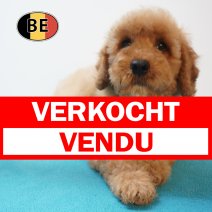 X Cockapoo 08-07-26 M (BE7655) 10-09-26 verkocht - vendu.jpg