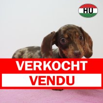 Teckel 11-05-26 F(HU1393) 03-09-26 verkocht - vendu .jpg