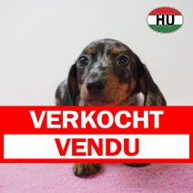 Teckel 11-05-26 F(HU1379) 03-09-26 verkocht - vendu.jpg