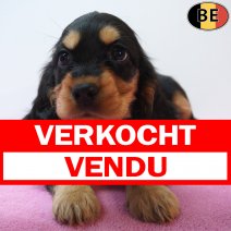 Engelse Cocker 15-07-26 F(BE2597) 09-09-26 verkocht - vendu.jpg
