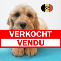 X Cockapoo 08-07-26 M (BE7472) 10-09-26 verkocht - vendu.jpg