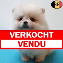 Dwergkees 12-07-26 M(BE7524) 09-09-26 verkocht - vendu.jpg