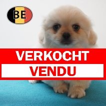 Pekingees 04-06-26 M (BE3702) 05-08-26 verkocht - vendu.jpg