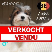 Biewer Yorkshire Loki 25-03-26 M(BE6216) 08-08-26 verkocht - vendu.jpg