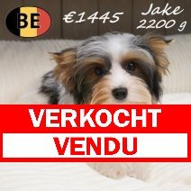 Biewer Yorkshire Jake 26-03-26 M(BE6617) 08-08-26 verkocht - vendu.jpg