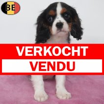 Cavalier King Charles 08-05-26 F(BE7270) 18-07-26 verkocht - vendu.jpg