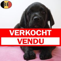 Labrador Retriever 29-06-26 F(BE9710) 02-09-26 verkocht - vendu.jpg