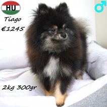Dwergkees Tiago 29-12-25 M(HU8812) 13-09-26.jpg
