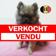 Pomchi 05-07-26 F (BE7457) 10-09-26 verkocht - vendu.jpg