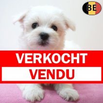 Maltezer 24-06-26 F(BE7370) 21-08-26 verkocht - vendu.jpg