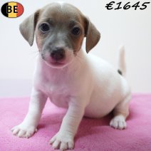 Jack Russell 31-07-26 F(BE7546) 12-09-26 - Beschikbaar vanaf 25-09-26.jpg