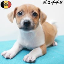 Jack Russell 31-07-26 M(BE7627) 12-09-26 - Beschikbaar vanaf 25-09-26.jpg