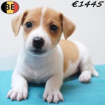Jack Russell 31-07-26 M(BE7631) 12-09-26 - Beschikbaar vanaf 25-09-26.jpg