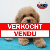 Poedel 26-04-26 M(SK6667) 04-09-26 verkocht - vendu.jpg