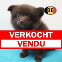 Keesje 15-07-26 M (BE1525) 10-09-26 verkocht - vendu.jpg