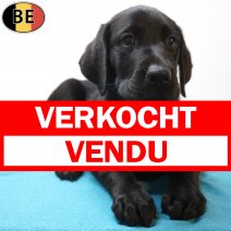 Labrador Retriever 29-06-26 M(BE9656) 02-09-26 verkocht - vendu.jpg