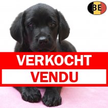 Labrador Retriever 29-06-26 F(BE9959) 02-09-26 verkocht - vendu.jpg