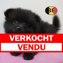 Keesje 15-07-26 F (BE1082) 10-09-26 verkocht - vendu.jpg