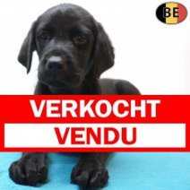 Labrador Retriever 29-06-26 M(BE7397) 02-09-26 Verkocht - Vendu.jpg