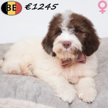 Lagotto Romagnolo 10-05-2026 F(BE9874) 17-08-26..jpg