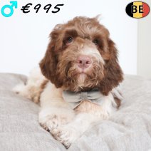 Lagotto Romagnolo 10-05-2026 M(BE0386) 17-08-26..jpg