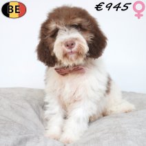 Lagotto Romagnolo 10-05-2026 F(BE5998) 17-08-26..jpg