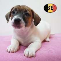 Jack Russell 21-07-2026 F (BE7442) 16-09-2026.JPG