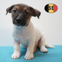 Jack Russell 21-07-2026 M (BE7449) 16-09-2026.JPG