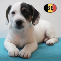 Jack Russell 21-07-2026 M (BE7454) 16-09-2026.JPG