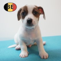Jack Russell 21-07-2026 M (BE7462) 16-09-2026.JPG
