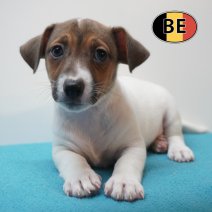 Jack Russell 21-07-2026 M (BE7506) 16-09-2026.JPG