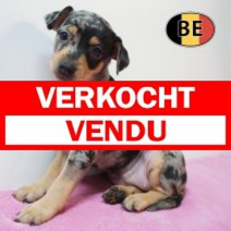 Pincher 19-07-2026 F (BE7429) 16-09-2026.verkocht-vendu