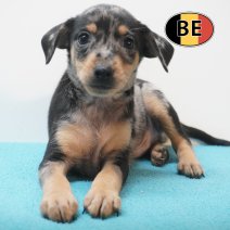 Pincher 19-07-2026 M (BE7467) 16-09-2026.JPG