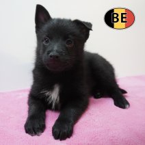 Schipperke 21-07-2026 F (BE7445) 16-09-2026.JPG